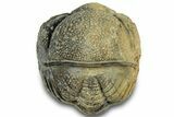 Bargain, Wide Enrolled Morocops Trilobite - Morocco #323227-2